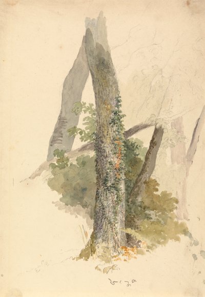 Tree Study with Ivy Clinging to Stump by Robert Hills