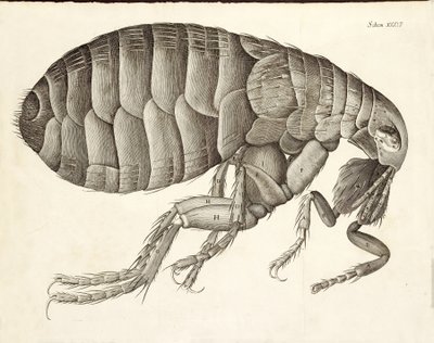 Cross-Section of a Flea from Micrographia, Pub. 1665 by Robert Hooke