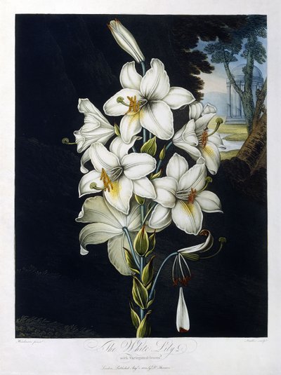 The White Lily by Robert John (after) Thornton