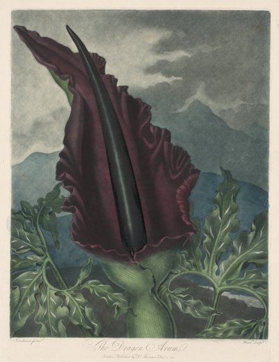 The Dragon Arum, Black Calla or Solomon