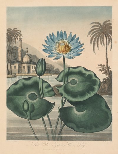 The Temple of Flora, or Garden of Nature: Blue Egyptian Waterlily by Robert John Thornton