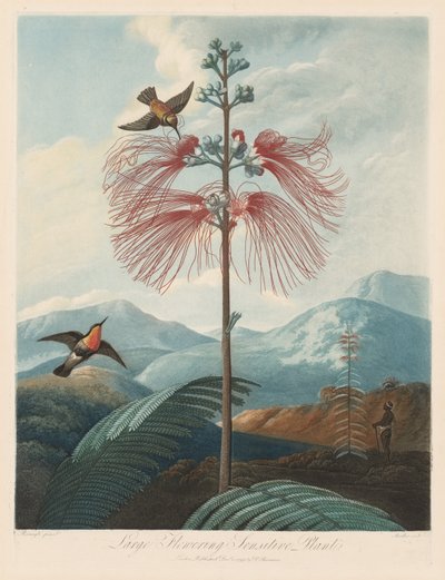 The Temple of Flora, or Garden of Nature: Large Flowering Sensitive Plant by Robert John Thornton