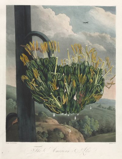 The Temple of Flora, or Garden of Nature: The American Aloe by Robert John Thornton