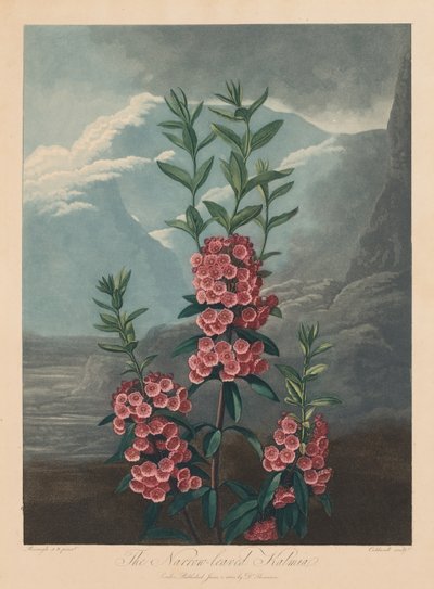 The Temple of Flora, or Garden of Nature: The Narrow-leaved Kalmia, Mountain Laurel by Robert John Thornton