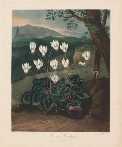 The Temple of Flora, or Garden of Nature: The Persian Cyclamen, 1799-1807 by Robert John Thornton