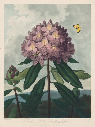 The Temple of Flora, or Garden of Nature: The Pontic Rhododendron by Robert John Thornton