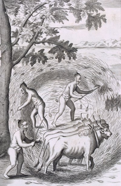 The manner of treading out their rice, from An Historical Relation of the Island Ceylon, pub. 1681 by Robert Knox