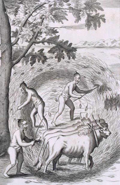 The Manner of Treading Out Their Rice by Robert Knox