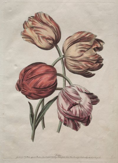 Eight Beautiful Groups of Natural Flowers in Outlines by de la Cour: Tulips by Robert Sayer