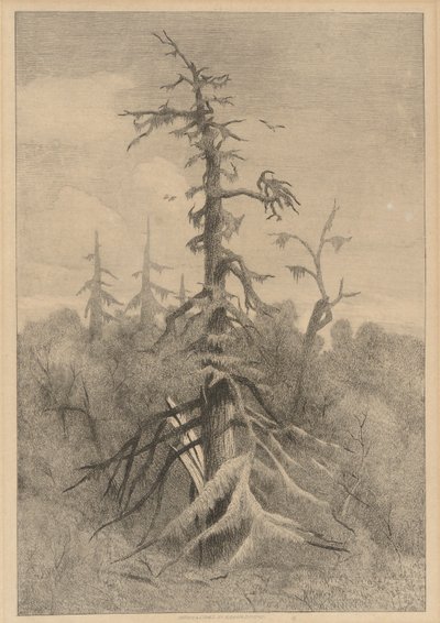 Old Trees at Naushon Island by Robert Swain Gifford