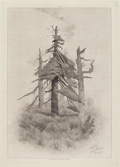 Old Trees at Naushon Island [plate 2] by Robert Swain Gifford
