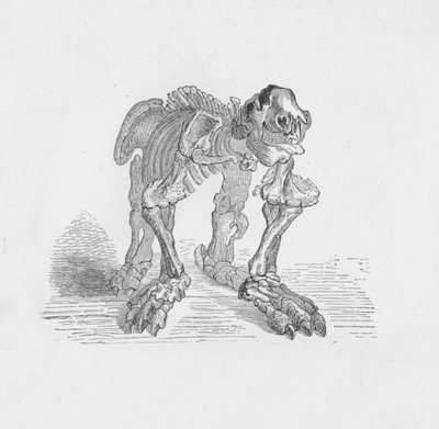 Skeleton of the Megatherium by Robert Taylor Pritchett