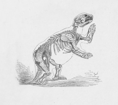 Skeleton of the Mylodon Darwinii by Robert Taylor Pritchett