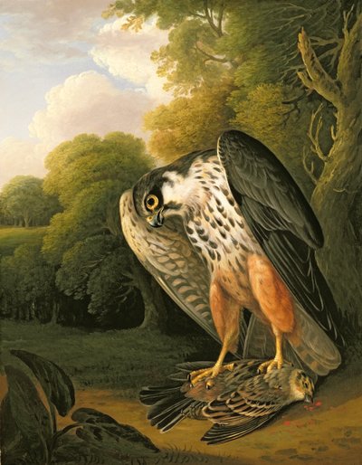 A Hobby Hawk and Prey Shot at Buxton by Robert Wilkinson Padley
