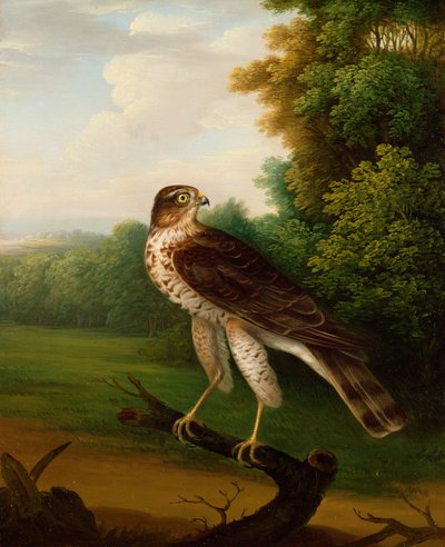 A Young Female Hawk, One Year Old by Robert Wilkinson Padley