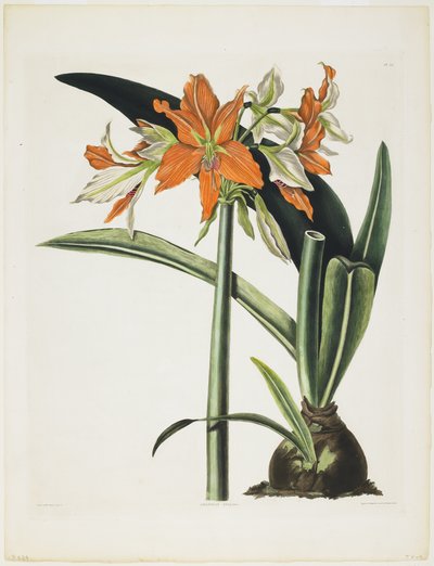 Amaryllis fulgida (Striped-Tubed Amaryllis), 1831-34 by Robert the Younger Havell