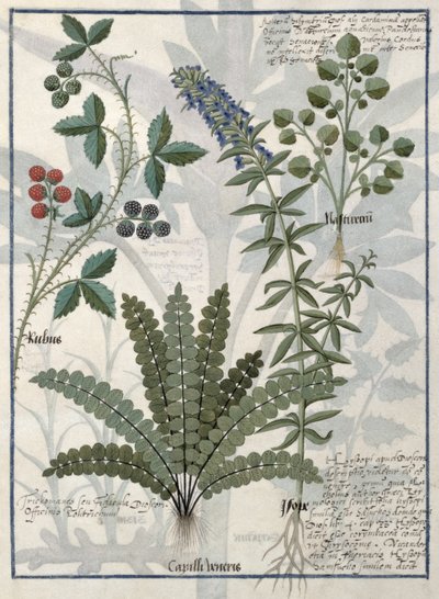 Ferns, Brambles and Flowers, Illustration from the Book of Simple Medicines by Mattheaus Platearius by Robinet Testard