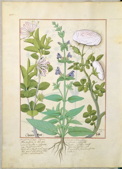 Honeysuckle, Sage and Rose, Illustration from The Book of Simple Medicines by Mattheaus Platearius by Robinet Testard