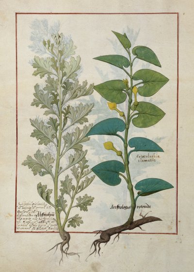 Illustration from The Book of Simple Medicines by Mattheaus Platearius by Robinet Testard