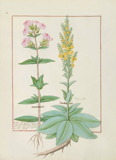 Illustration from the Book of Simple Medicines by Robinet Testard
