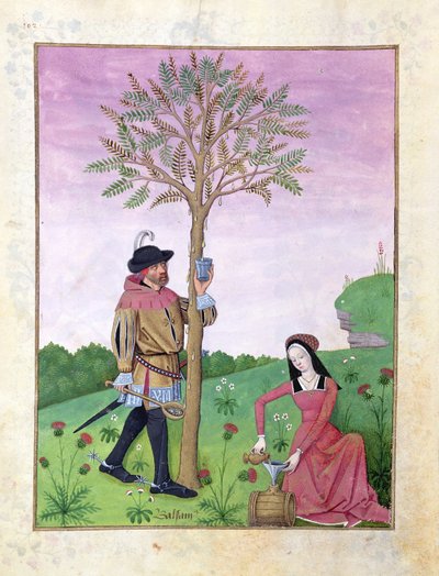 Lavender, Hellebore, and a relative of the Cucumber family, Illustration from the Book of Simple Medicines by Mattheaus Platearius by Robinet Testard
