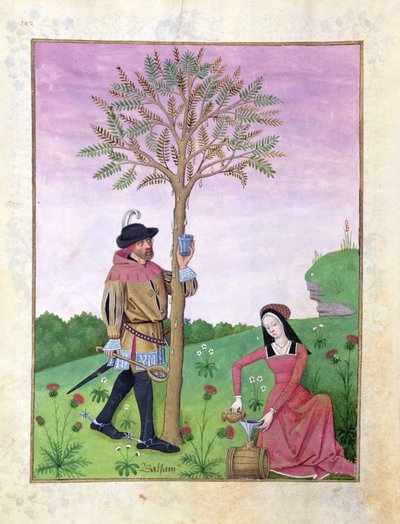 Drawing sap from a tree, Illustration from the 