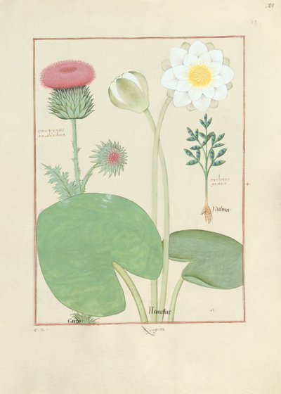 Plumed thistle, Water lily and Castor bean plant, illustration from The Book of Simple Medicines, by Mattheaus Platearius by Robinet Testard