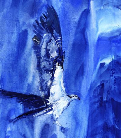 Flying Blue Osprey by RodMacIver