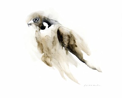 Graceful Watercolor Falcon by RodMacIver