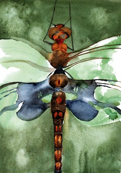 Vibrant Watercolor Dragonfly by RodMacIver