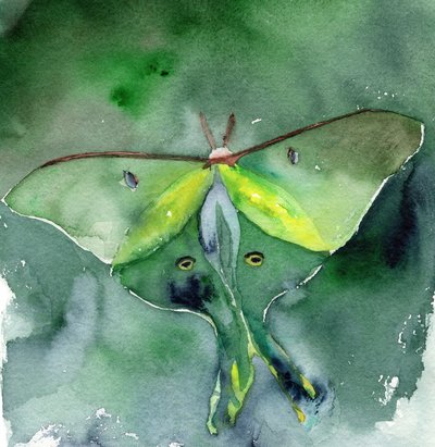 Watercolor Luna Moth by RodMacIver