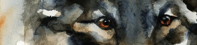 Wild Wolf Eyes by RodMacIver