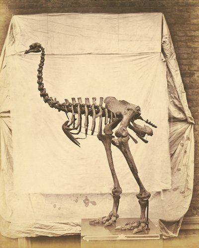 Dinornis Elephantopus Dinosaur by Roger Fenton