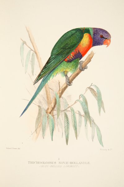 Blue Bellied Lorikeet by Roland Green