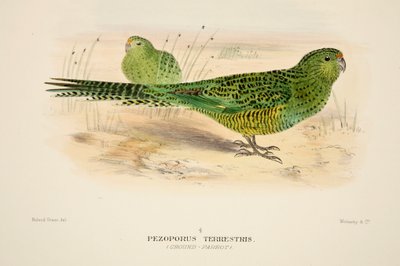 Ground Parrot by Roland Green