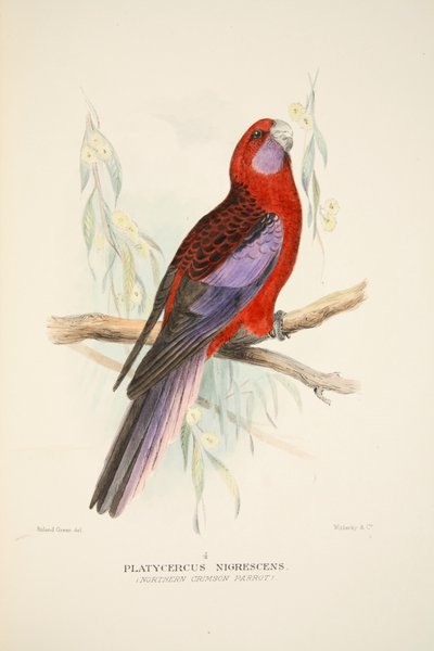Northern Crimson Parrot, 1916 (hand coloured engraving) by Roland Green
