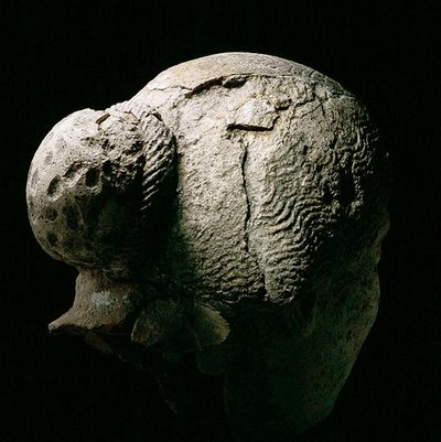 Rear view of head of a woman, 2nd or 3rd century AD by Roman Period Egyptian