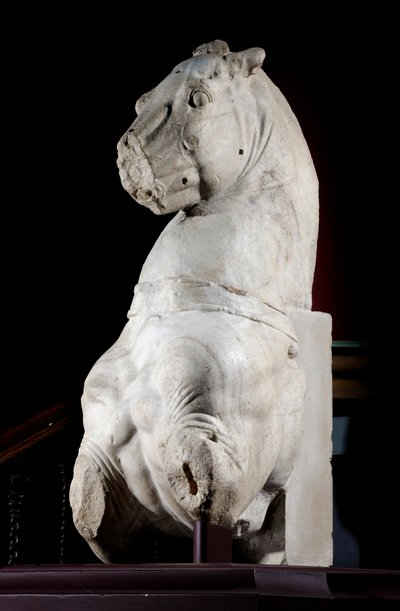 Front Part of a Horse by Roman Roman