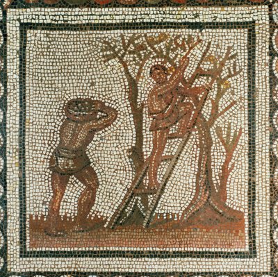 Harvesting Olives by Roman Roman