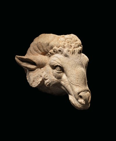 Head of a Ram by Roman Roman