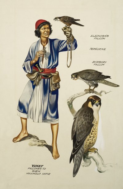 Yusef, Falconer to Sheik Mahmoud Hafiz by Ron Embleton