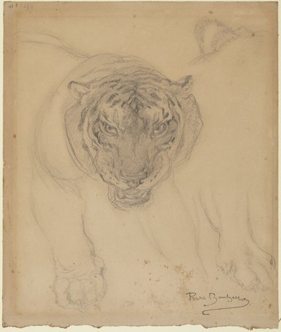 Tiger, with Sketch of Paw, verso: Sketch of Tiger