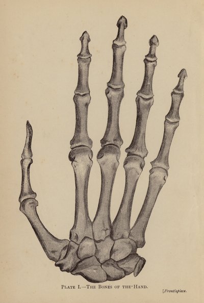 The Bones of the Hand by Rosamund Brunel Horsley Gotch