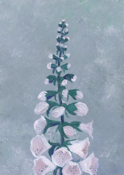 White Foxglove Bloom by Rosana Laiz Blursbyai