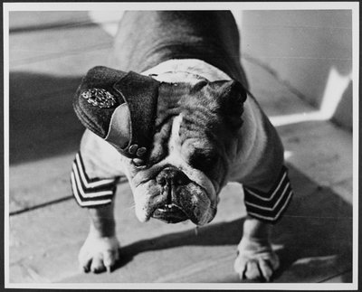 A Bulldog in RAF Uniform, Pinewood Studios by Royal Air Force Film Production Unit