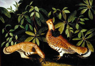 Two Ruffed Grouse in Underbrush by Rubens Peale