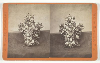 Untitled [floral tribute in the shape of a cross] by S.D. Quint