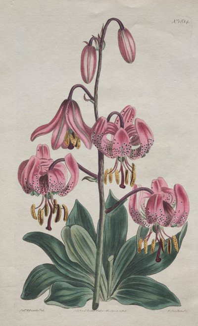 The Botanical Magazine or Flower Garden Displayed: Smooth-stalked Martagon, Turk