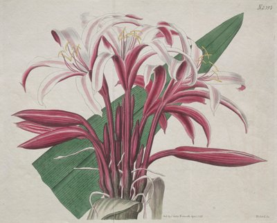 The Botanical Magazine or Flower Garden Displayed: Stately Crinum by S. Curtis