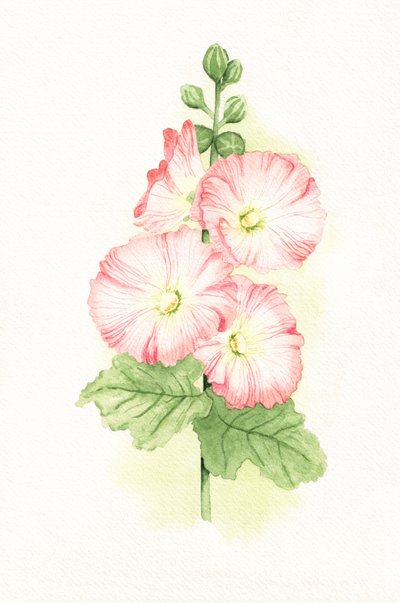 Pink Hollyhocks Watercolor by Salome